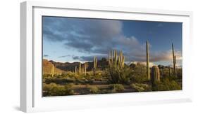 Arizona. Sunset over Desert Habitat, Organ Pipe Cactus National Monument-Judith Zimmerman-Framed Photographic Print