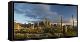 Arizona. Sunset over Desert Habitat, Organ Pipe Cactus National Monument-Judith Zimmerman-Framed Stretched Canvas