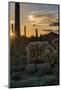 Arizona. Sunset over Desert Habitat, Organ Pipe Cactus National Monument-Judith Zimmerman-Mounted Photographic Print