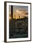 Arizona. Sunset over Desert Habitat, Organ Pipe Cactus National Monument-Judith Zimmerman-Framed Photographic Print