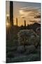 Arizona. Sunset over Desert Habitat, Organ Pipe Cactus National Monument-Judith Zimmerman-Mounted Photographic Print