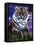 Arizona Tiger-Jenny Newland-Framed Stretched Canvas