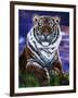 Arizona Tiger-Jenny Newland-Framed Giclee Print