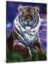 Arizona Tiger-Jenny Newland-Stretched Canvas