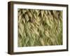 Arizona, Tonto National Forest. Close-Up Details of Wild Grass-John Barger-Framed Photographic Print