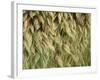 Arizona, Tonto National Forest. Close-Up Details of Wild Grass-John Barger-Framed Photographic Print