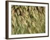 Arizona, Tonto National Forest. Close-Up Details of Wild Grass-John Barger-Framed Photographic Print