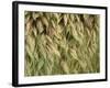 Arizona, Tonto National Forest. Close-Up Details of Wild Grass-John Barger-Framed Photographic Print