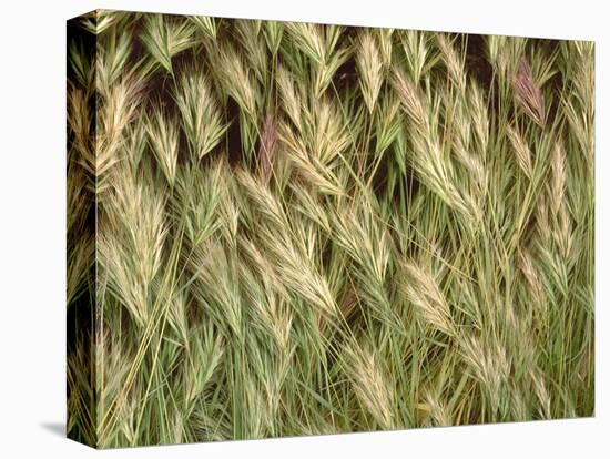 Arizona, Tonto National Forest. Close-Up Details of Wild Grass-John Barger-Stretched Canvas