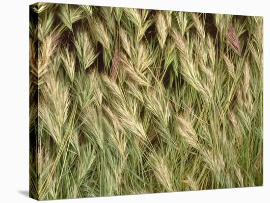 Arizona, Tonto National Forest. Close-Up Details of Wild Grass-John Barger-Stretched Canvas