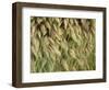 Arizona, Tonto National Forest. Close-Up Details of Wild Grass-John Barger-Framed Photographic Print