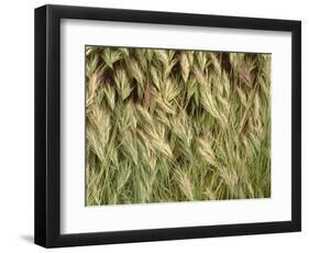 Arizona, Tonto National Forest. Close-Up Details of Wild Grass-John Barger-Framed Photographic Print