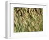 Arizona, Tonto National Forest. Close-Up Details of Wild Grass-John Barger-Framed Photographic Print
