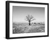 Arizona Tree Abstract Landscape Black and White, Two Guns Ghost Town-Kevin Lange-Framed Photographic Print
