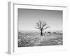 Arizona Tree Abstract Landscape Black and White, Two Guns Ghost Town-Kevin Lange-Framed Photographic Print