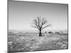 Arizona Tree Abstract Landscape Black and White, Two Guns Ghost Town-Kevin Lange-Mounted Photographic Print