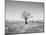 Arizona Tree Abstract Landscape Black and White, Two Guns Ghost Town-Kevin Lange-Mounted Photographic Print