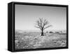 Arizona Tree Abstract Landscape Black and White, Two Guns Ghost Town-Kevin Lange-Framed Stretched Canvas