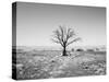 Arizona Tree Abstract Landscape Black and White, Two Guns Ghost Town-Kevin Lange-Stretched Canvas