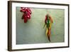 Arizona, Tucson, Tubac. Hanging ceramic chili peppers on adobe wall.-Cindy Miller Hopkins-Framed Photographic Print