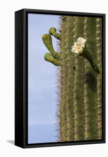 Arizona, Tucson, Tucson Mountain Park-Peter Hawkins-Framed Stretched Canvas