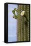 Arizona, Tucson, Tucson Mountain Park-Peter Hawkins-Framed Stretched Canvas