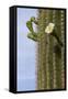 Arizona, Tucson, Tucson Mountain Park-Peter Hawkins-Framed Stretched Canvas