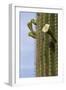 Arizona, Tucson, Tucson Mountain Park-Peter Hawkins-Framed Photographic Print