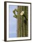 Arizona, Tucson, Tucson Mountain Park-Peter Hawkins-Framed Photographic Print