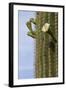 Arizona, Tucson, Tucson Mountain Park-Peter Hawkins-Framed Photographic Print