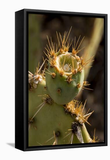 Arizona, Tucson, Tucson Mountain Park-Peter Hawkins-Framed Stretched Canvas