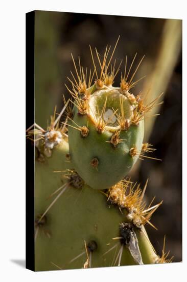 Arizona, Tucson, Tucson Mountain Park-Peter Hawkins-Stretched Canvas