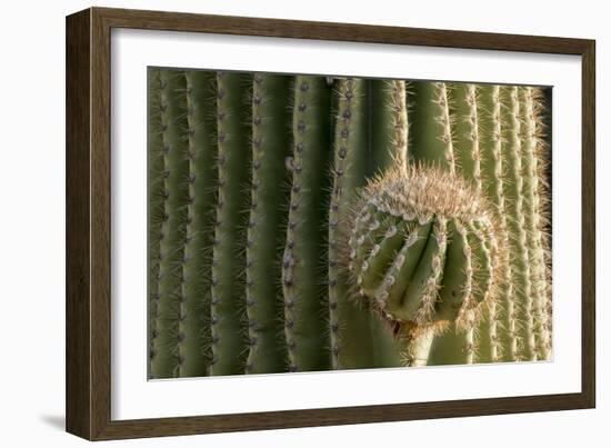 Arizona, Tucson, Tucson Mountain Park-Peter Hawkins-Framed Photographic Print