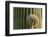 Arizona, Tucson, Tucson Mountain Park-Peter Hawkins-Framed Photographic Print