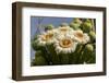 Arizona, Tucson, Tucson Mountain Park-Peter Hawkins-Framed Photographic Print