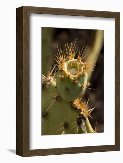 Arizona, Tucson, Tucson Mountain Park-Peter Hawkins-Framed Photographic Print