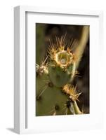 Arizona, Tucson, Tucson Mountain Park-Peter Hawkins-Framed Photographic Print