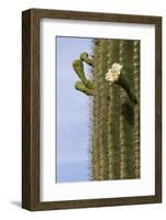 Arizona, Tucson, Tucson Mountain Park-Peter Hawkins-Framed Photographic Print