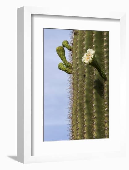 Arizona, Tucson, Tucson Mountain Park-Peter Hawkins-Framed Photographic Print