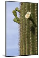 Arizona, Tucson, Tucson Mountain Park-Peter Hawkins-Mounted Photographic Print