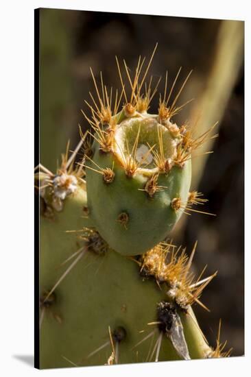 Arizona, Tucson, Tucson Mountain Park-Peter Hawkins-Stretched Canvas