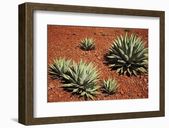 Arizona, Wilson Canyon. Agave Growing Out of a Red Rock Carpet-Petr Bednarik-Framed Photographic Print