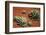 Arizona, Wilson Canyon. Agave Growing Out of a Red Rock Carpet-Petr Bednarik-Framed Photographic Print