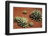 Arizona, Wilson Canyon. Agave Growing Out of a Red Rock Carpet-Petr Bednarik-Framed Photographic Print