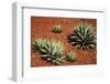 Arizona, Wilson Canyon. Agave Growing Out of a Red Rock Carpet-Petr Bednarik-Framed Photographic Print