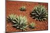 Arizona, Wilson Canyon. Agave Growing Out of a Red Rock Carpet-Petr Bednarik-Mounted Photographic Print