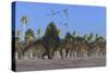 Arizonasaurus Dinosaurs Follow Along with a Herd of Plateosaurus-Stocktrek Images-Stretched Canvas