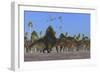 Arizonasaurus Dinosaurs Follow Along with a Herd of Plateosaurus-Stocktrek Images-Framed Art Print