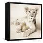 Arjuna and Teddy-Rachael Hale-Framed Stretched Canvas