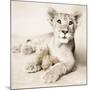 Arjuna and Teddy-Rachael Hale-Mounted Photographic Print